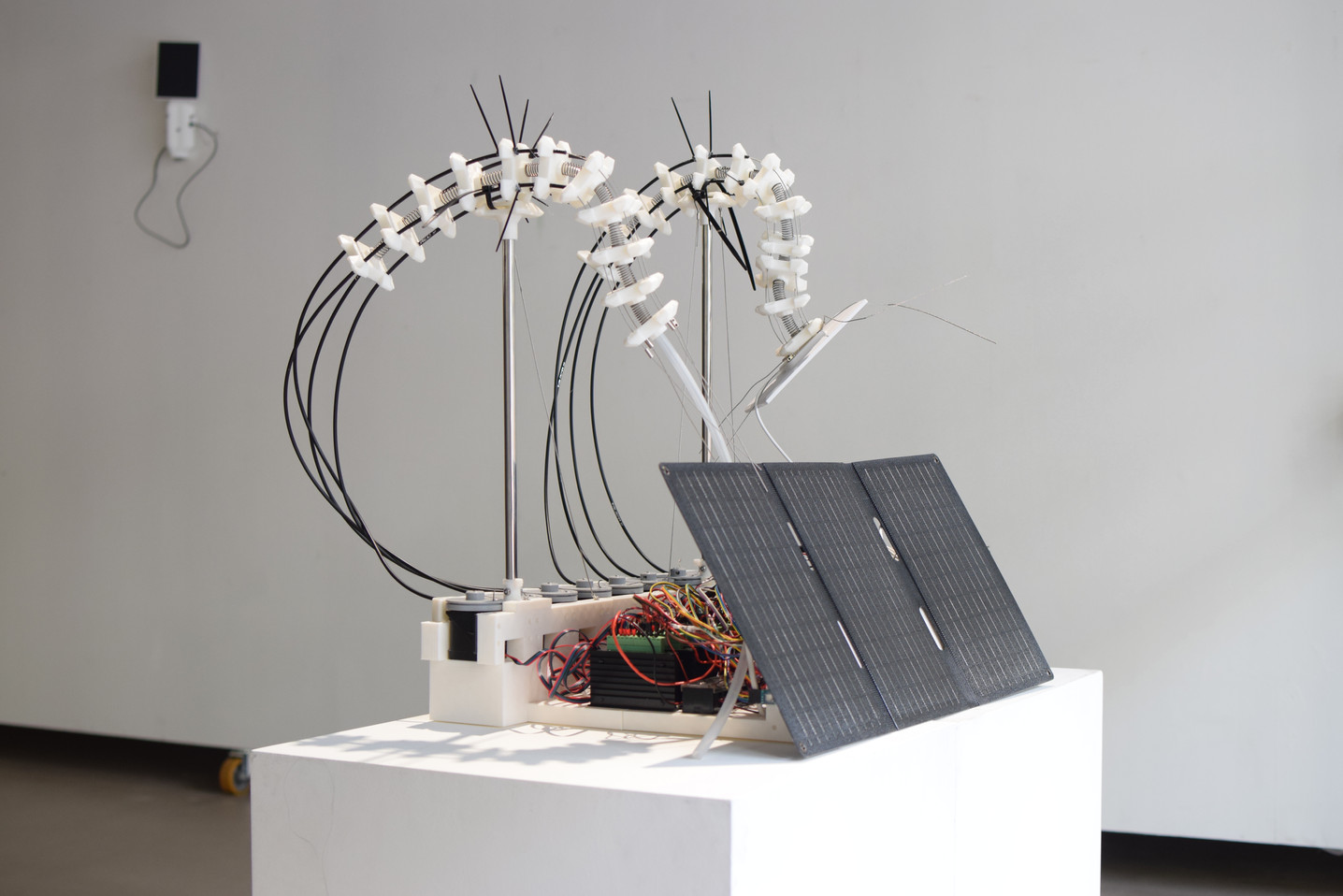 Lightgrass 01 2025