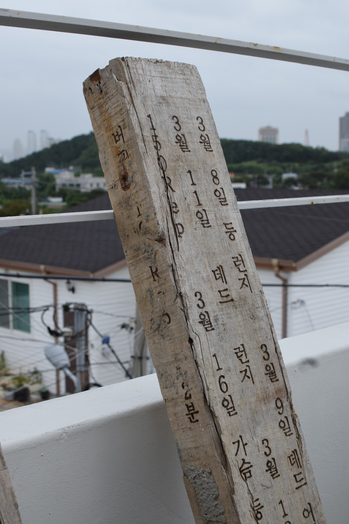 일기목 Wood diary
